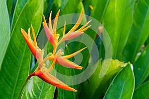 Bird of paradise flower