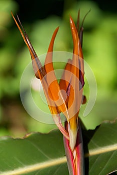 Bird of Paradise flower