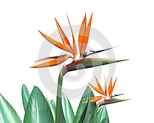 Bird of Paradise Flower