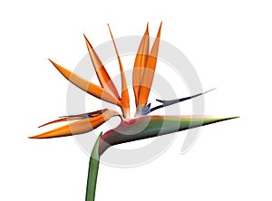 Bird of Paradise Flower