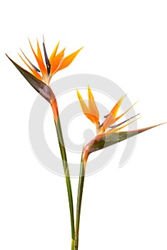 Bird of paradise flower photo