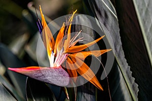 Bird of Paradise Flower