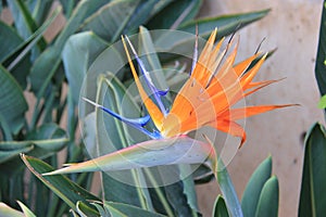 Bird of Paradise Flower