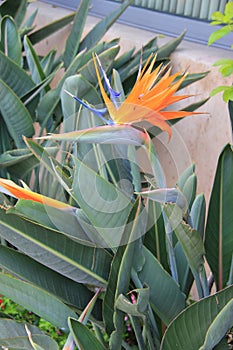 Bird of Paradise Flower