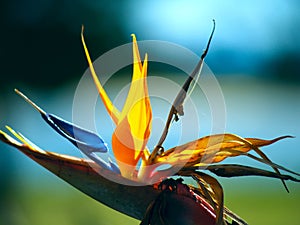 Bird of paradise flower