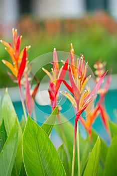 Bird of paradise flower