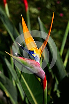 Bird of Paradise Flower