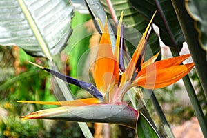 Bird of Paradise flower.