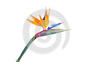 Bird of paradise flower closeup cutout