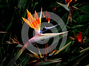 Bird of paradise flower closeup isolated against a dark colorful background