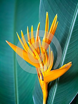 Bird of paradise flower