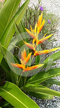 Bird of paradise flower color yellow