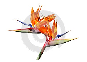 Bird of paradise flower