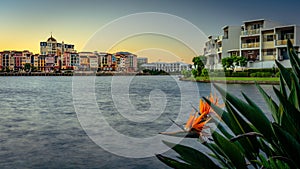 Bird of paradise flower with Emerald Lakes estate in the background, Gold Coast, Queensland, Australia