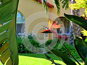 Bird of paradise flower framed by palm leaves and other tropical plants