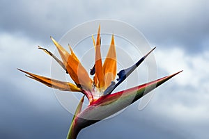 Bird of paradise flower in Funchal on the island Madeira, Portugal