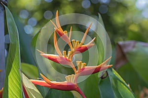 Bird of paradise flower in the garden.Close up Heliconia H. rostrata Ruiz & Pavon blooming in nature background.