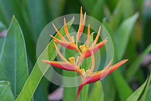 Bird of paradise flower in the garden.Close up Heliconia H. rostrata Ruiz & Pavon blooming in nature background.