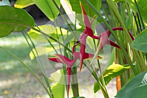 Bird of paradise flower in the garden.Close up Heliconia H. rostrata Ruiz & Pavon blooming in nature background. photo
