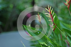 Bird of paradise flower, condensation on flower, blurry background