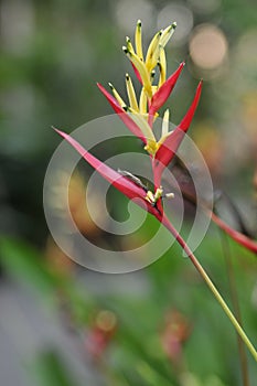 Bird of paradise flower, condensation on flower, blurry background