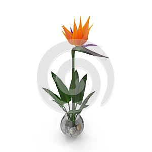 Bird of Paradise Flower in Glass Vase on a white. 3D illustration