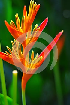 Bird of paradise flower and green background