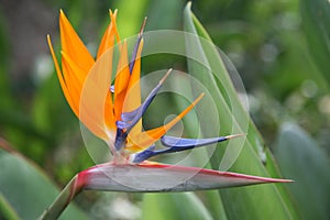Bird-of-paradise flower on green background, tropic flower, Strelitzia reginae