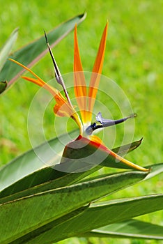 Bird of Paradise flower and green leaves