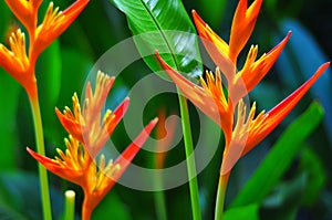 Bird of paradise flower and green leaves background