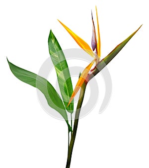 Bird of paradise flower isolated on white background