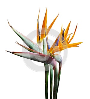 Bird of paradise flower isolated on white background