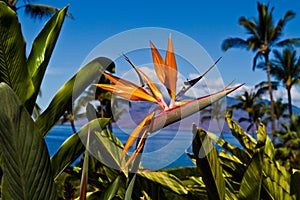 Bird of Paradise Flower in Maui