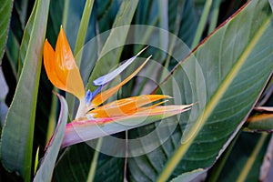 Bird of Paradise flower