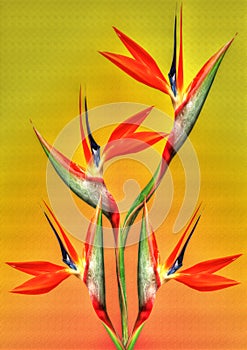 Bird of paradise flower on a orange and yellow background