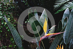 Bird of paradise flower over dark green leaves