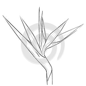 Bird of Paradise flower in sketch style