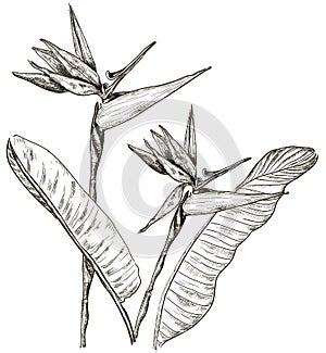 Bird of Paradise flower in sketch style