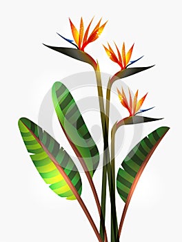 Bird of Paradise flower and stem