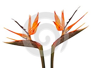 Bird of paradise flower (Strelitzia) photo