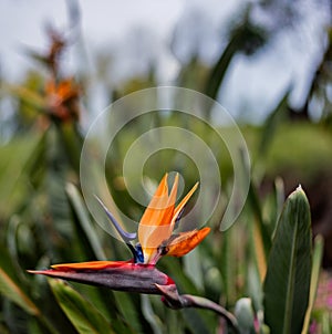 Bird of paradise flower. Strelitzia