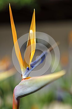 Bird of Paradise flower Strelitzia