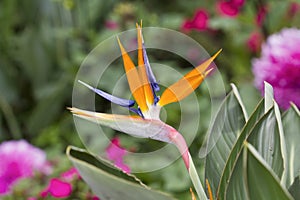 Bird of paradise flower (strelitzia)