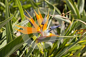 Bird of Paradise Flower