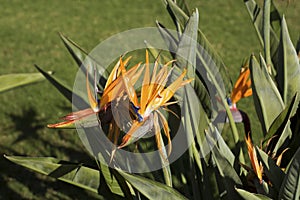 Bird of Paradise Flower