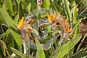 Bird of Paradise Flower