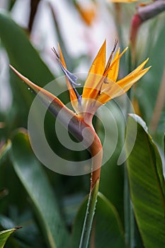 Bird of Paradise flower Strelitzia