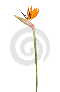 Bird of Paradise Flower ( Strelitzia reginae ) photo