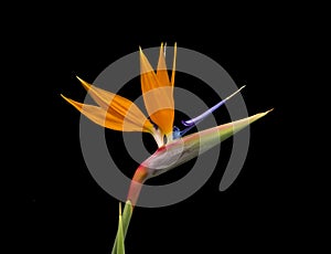 Bird of Paradise Flower, Strelitzia reginae