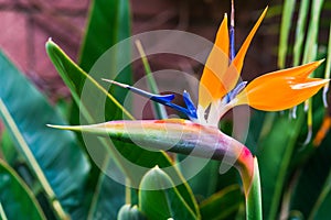 Bird of Paradise flower Strelitzia reginae in Botanical garden